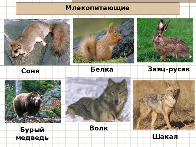 Млекопитающие Заяц-русак Белка Соня Волк Бурый медведь Шакал 