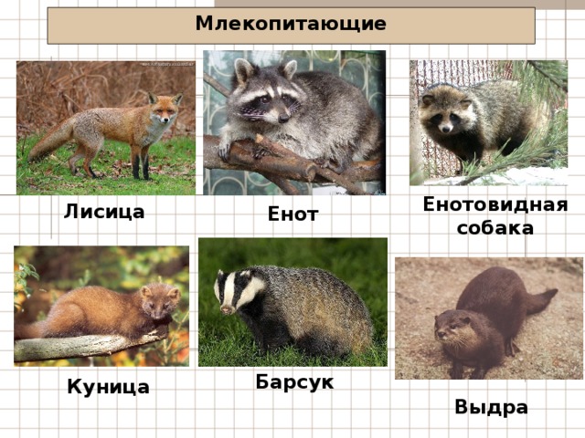 Млекопитающие Енотовидная собака Лисица Енот Барсук Куница Выдра 