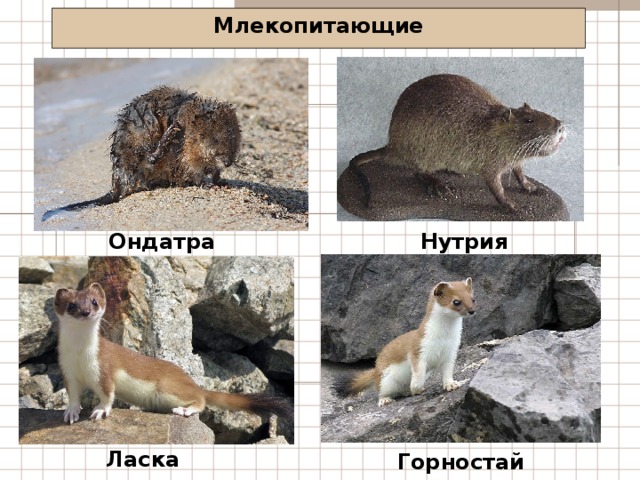 Млекопитающие Ондатра Нутрия Ласка Горностай 