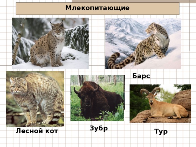 Млекопитающие Рысь Барс Зубр Лесной кот Тур 