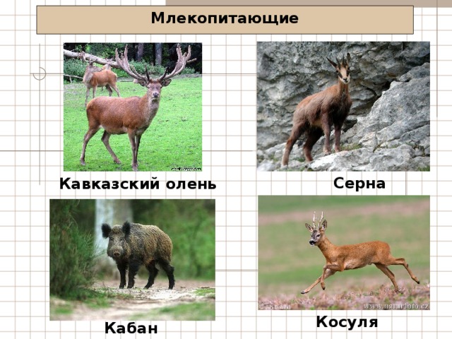 Млекопитающие Серна Кавказский олень Косуля Кабан 