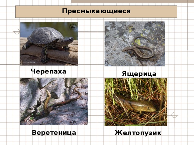 Пресмыкающиеся Черепаха Ящерица Веретеница Желтопузик 
