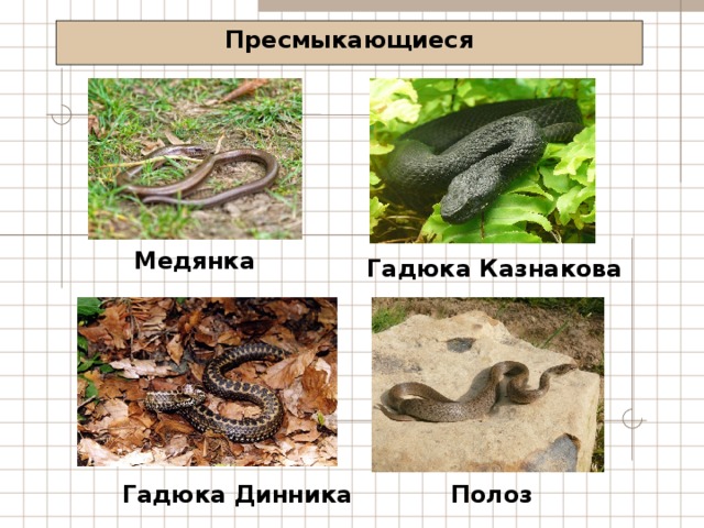 Пресмыкающиеся Медянка Гадюка Казнакова Полоз Гадюка Динника 