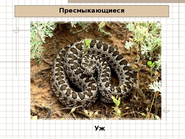 Пресмыкающиеся Уж 