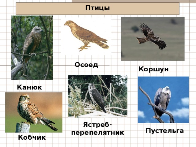 Птицы Осоед Коршун Канюк Ястреб- перепелятник Пустельга Кобчик 