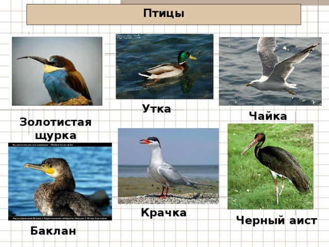 Птицы Утка Чайка Золотистая щурка Крачка Черный аист Баклан 