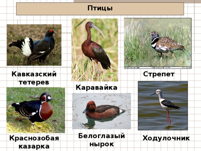 Птицы Кавказский тетерев Стрепет Каравайка Белоглазый нырок Краснозобая казарка Ходулочник 