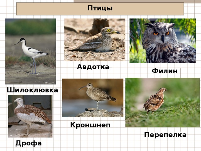 Птицы Авдотка Филин Шилоклювка Кроншнеп Перепелка Дрофа 
