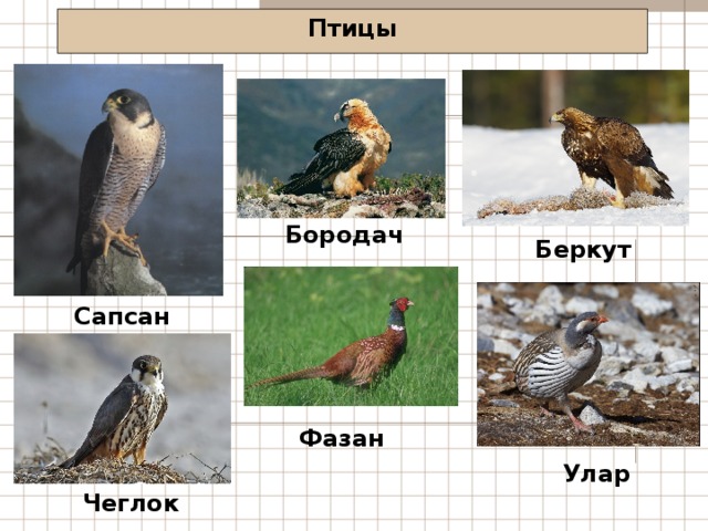 Птицы Бородач Беркут Сапсан Фазан Улар Чеглок 
