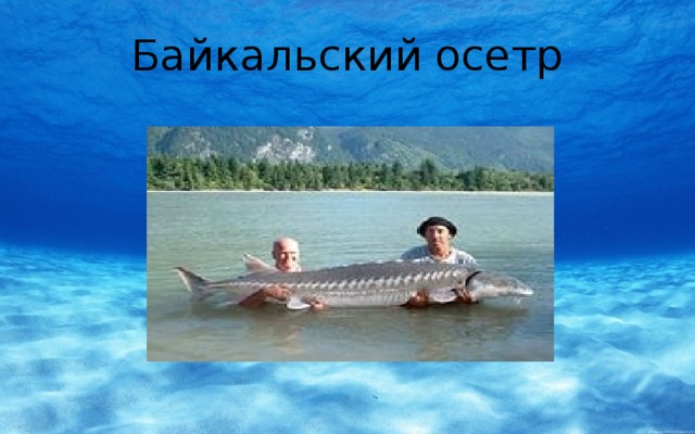 Байкальский осетр 