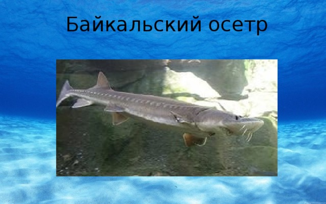 Байкальский осетр 