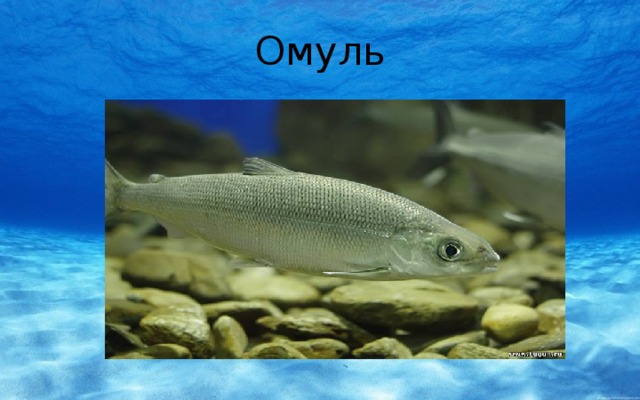 Омуль 
