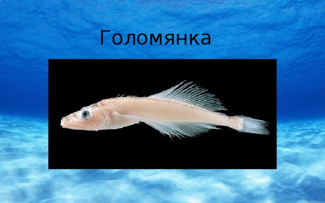 Голомянка 