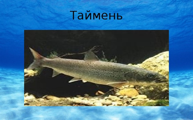 Таймень 