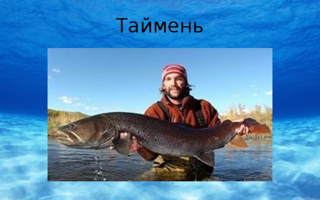 Таймень 