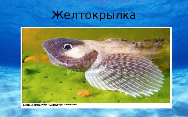 Желтокрылка 