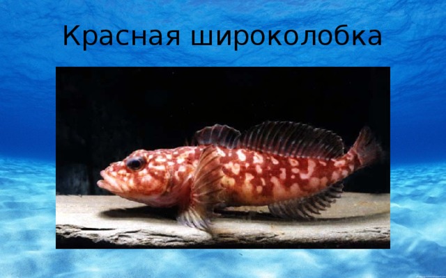 Красная широколобка 