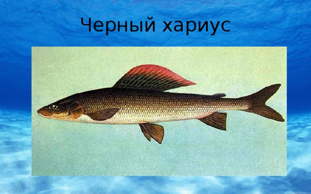 Черный хариус 