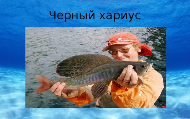 Черный хариус 