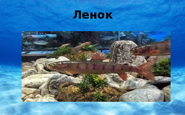 Ленок 