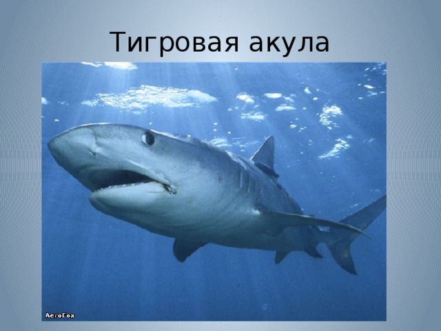 Тигровая акула 