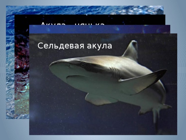 Акула - нянька Акула - молот Сельдевая акула Полярная акула Акула белая 
