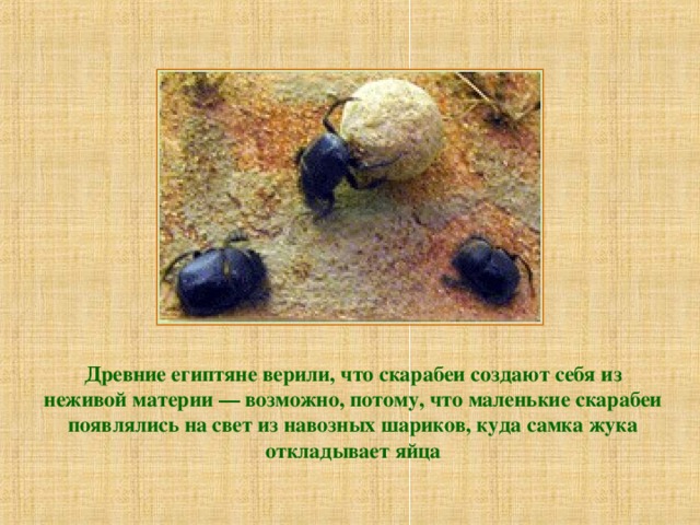 Древние египтяне верили, что скарабеи создают себя из неживой материи — возможно, потому, что маленькие скарабеи появлялись на свет из навозных шариков, куда самка жука откладывает яйца 