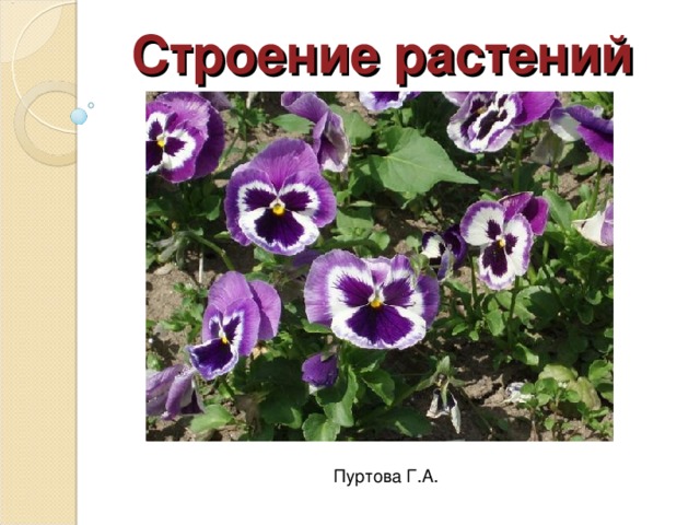 Строение растений Пуртова Г.А. 