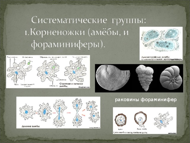 раковины фораминифер 