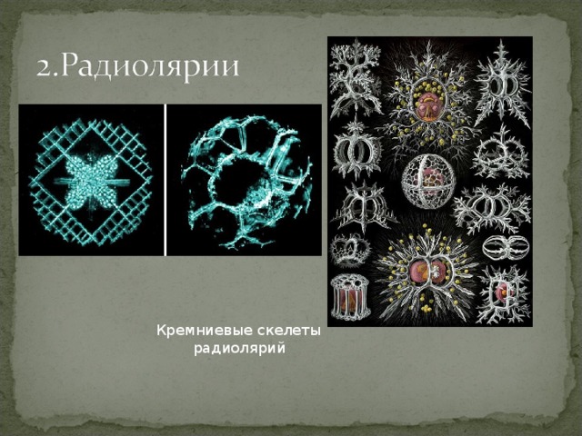 Кремниевые скелеты  радиолярий 
