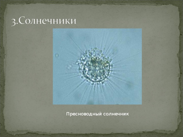 Пресноводный солнечник 