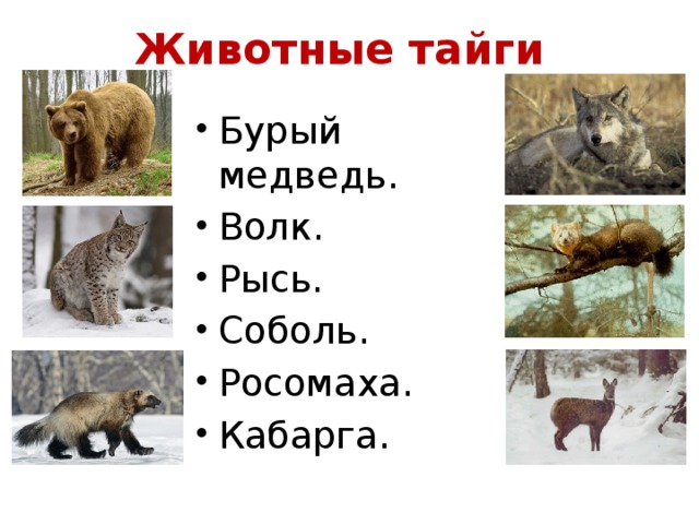 Животные тайги