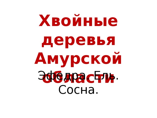 Хвойные деревья Амурской области Эфедра. Ель. Сосна.