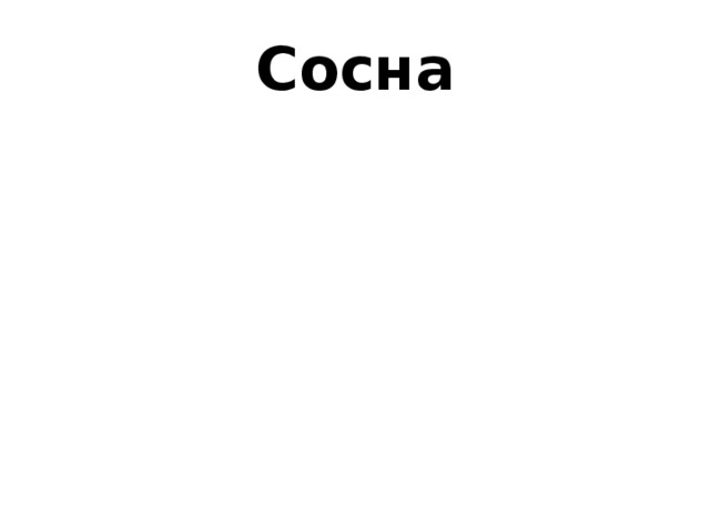 Сосна