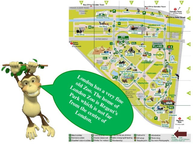London has a very fine old Zoo. The home of London Zoo is Regent’s Park which is not far from the centre of London. 