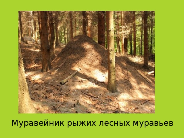 Муравейник рыжих лесных муравьев