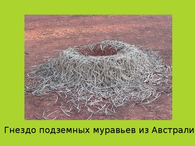 Гнездо подземных муравьев из Австралии