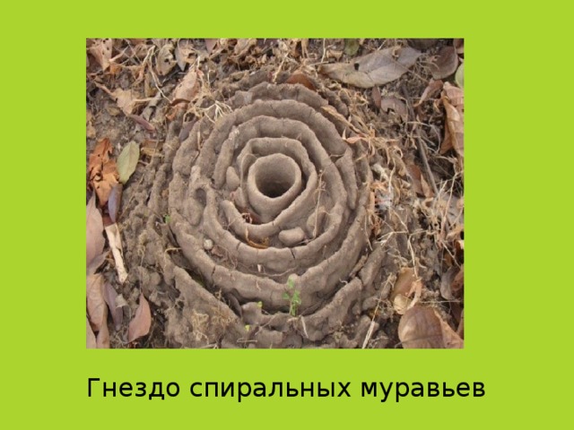 Гнездо спиральных муравьев
