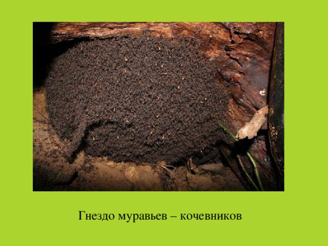 Гнездо муравьев – кочевников