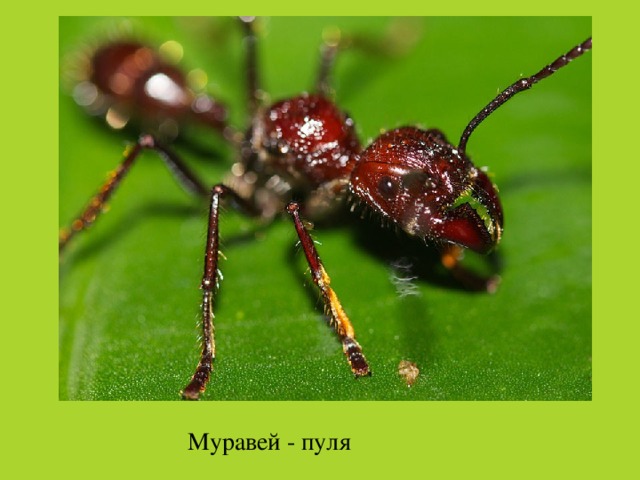 Муравей - пуля