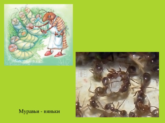 Муравьи - няньки
