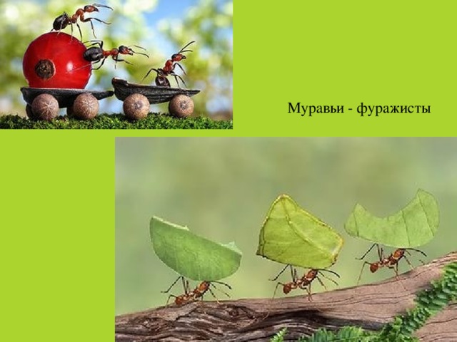 Муравьи - фуражисты