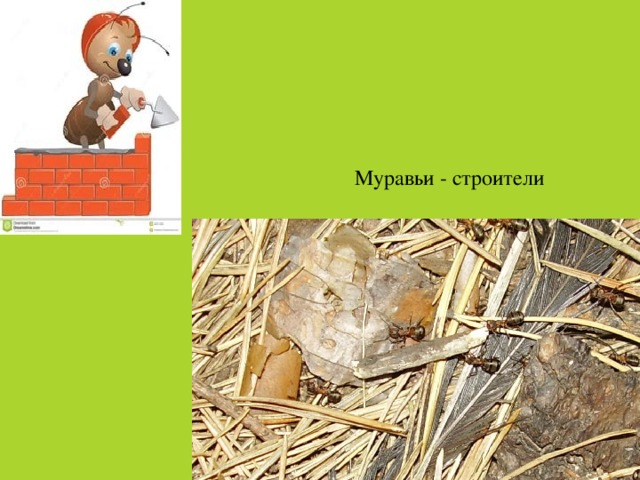 Муравьи - строители