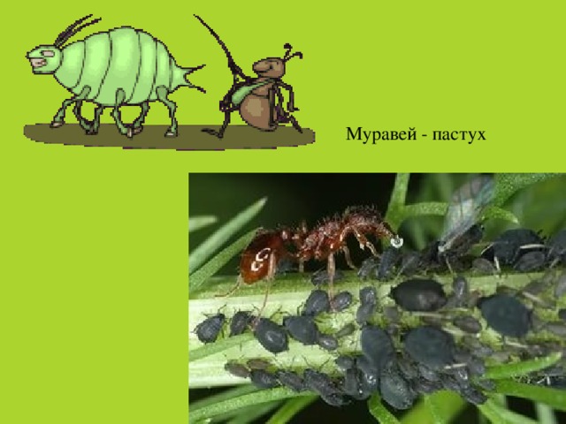 Муравей - пастух