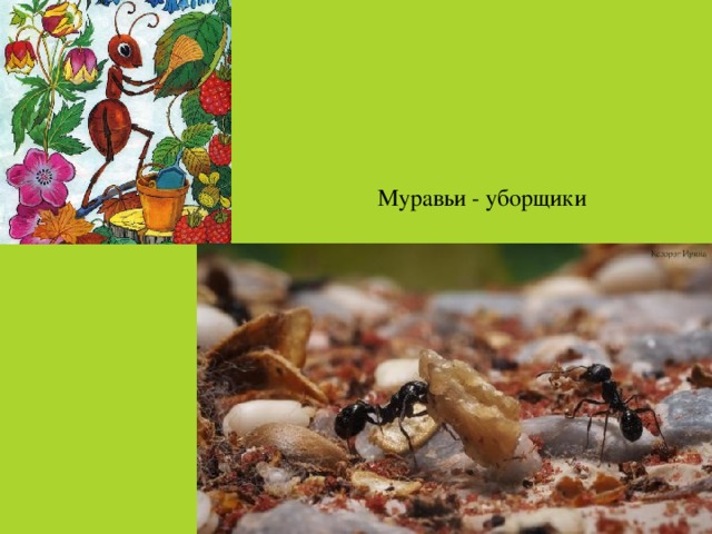 Муравьи - уборщики