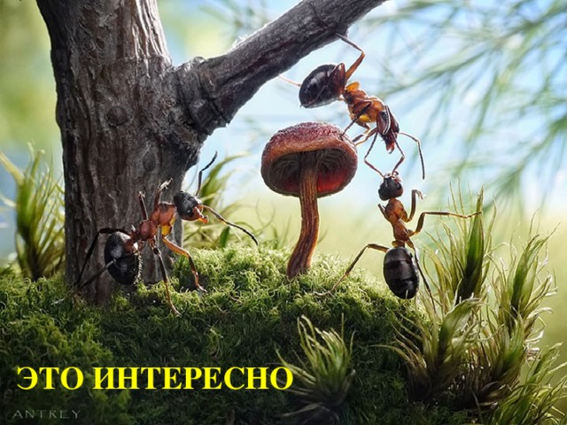 ЭТО ИНТЕРЕСНО
