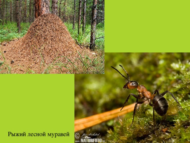 Рыжий лесной муравей