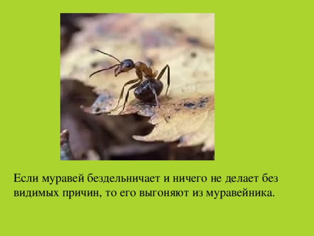 Если муравей бездельничает и ничего не делает без видимых причин, то его выгоняют из муравейника.