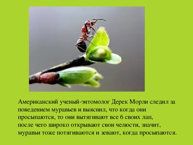 Американский ученый-энтомолог Дерек Морли следил за поведением муравьев и выяснил, что когда они просыпаются, то они вытягивают все 6 своих лап, после чего широко открывают свои челюсти, значит, муравьи тоже потягиваются и зевают, когда просыпаются.