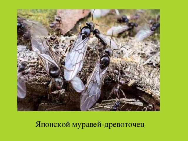 Японской муравей-древоточец